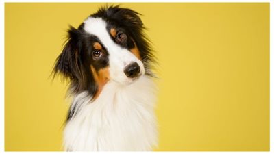 لماذا تميل الكلاب رؤوسها.. الدراسات العلمية توضح ذلك!